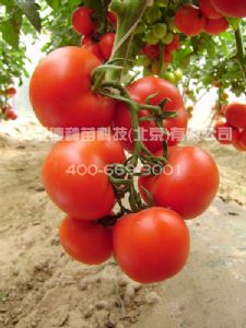 供应诺盾（7246）-番茄种子