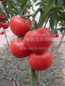 供应大宝-番茄种子