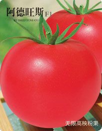 供应阿德旺斯F1—番茄种子