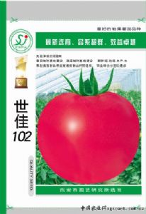 供应世佳102—番茄种子
