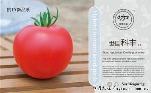 供应世佳科丰-番茄种子