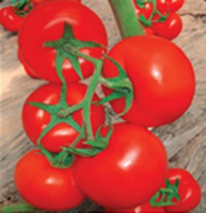 供应荷兰四号—番茄种子