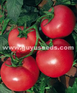 供应谷雨·天福－番茄种子