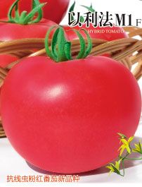 供应以利法—番茄种子