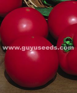 供应谷雨·瑞来－番茄种子