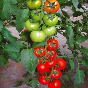 供应谷雨512－番茄种子