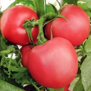 供应魁冠珍丹—番茄种子