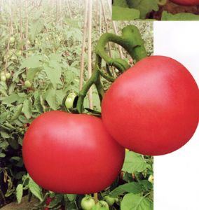 供应爱农乐—番茄种子