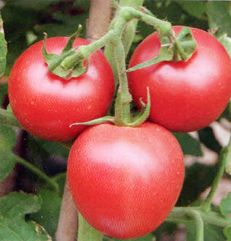 供应魁冠五号—番茄种子