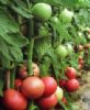 供应美引吉本—番茄种子