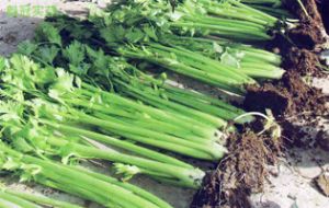 供应魁冠实芹—芹菜种子