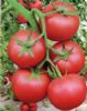 供应光丽—番茄种子