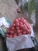 供应大棚西红柿