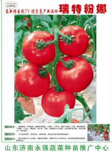供应瑞特粉娜—番茄种子