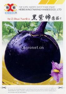 供应黑紫帅圆茄—茄子种子