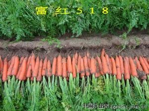 供应韩国进口胡萝卜种子