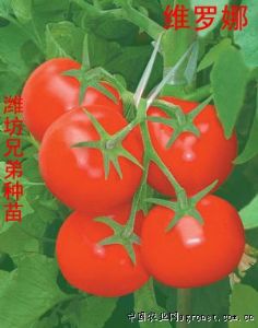 供应维罗娜—番茄种子