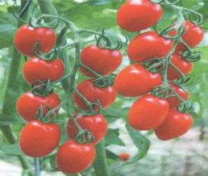 供应红妃—番茄种子