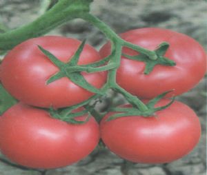 供应赛瑞德斯—番茄种子