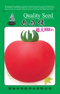 供应兵马俑超大988——番茄种子