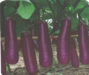 供应紫丽长茄—茄子种子