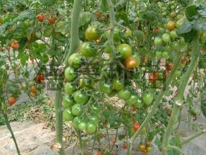 供应多禧—大红小番茄种子