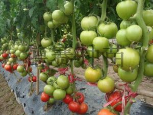 供应德威—大红石头番茄种子