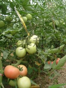 供应粉钻—番茄种子