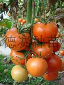 供应爱菲特—大红石头番茄种子