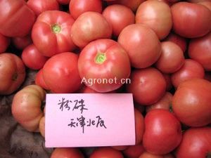 供应上海906—番茄种子