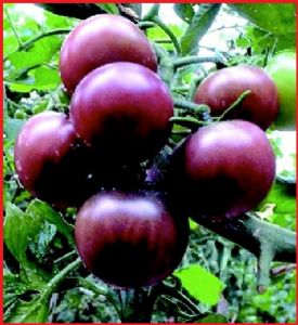 供应紫香玉F1—紫色樱桃番茄