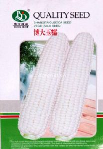 博大玉糯-玉米种子