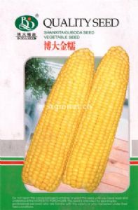 博大金糯-玉米种子