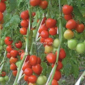 供应浙杂210-番茄种子