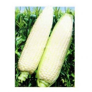 供应广糯1号糯玉米—玉米种子