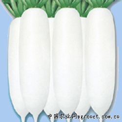 供应东方美玉—白萝卜种子