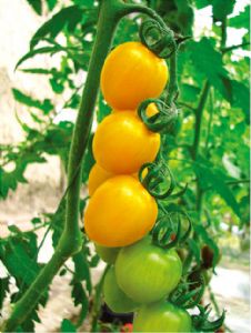供应金吉—番茄种子