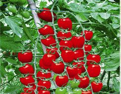 供应红胜火—番茄种子