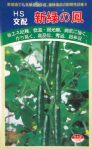 供应新绿凤—黄瓜种子