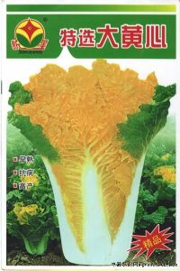 供应特选大黄心—白菜种子