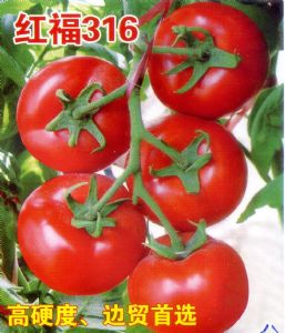 供应红福316—番茄种子
