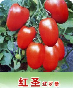 供应红圣红罗曼—番茄种子