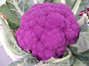 供应依紫千红—紫花菜种子