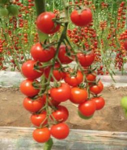 供应红莹—樱桃番茄种子