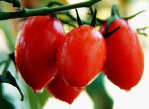 供应红贝尔—樱桃番茄种子