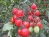 供应伊士丹（抗TY病毒）—番茄种子