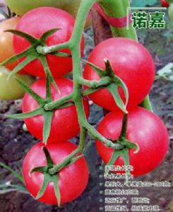 供应诺嘉—番茄种子