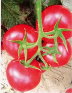供应万园—番茄种子