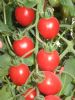 供应杰纳（抗TY病毒）—番茄种子