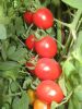 供应威尔（抗TY病毒）—番茄种子